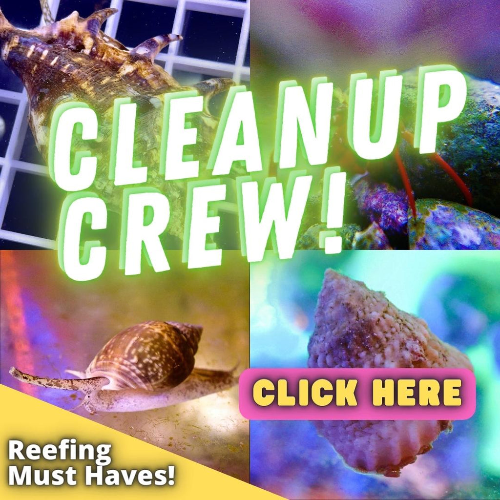 Clean-up Crew
