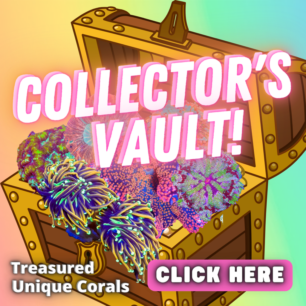 Rare high end corals for sale WYSIWYG
