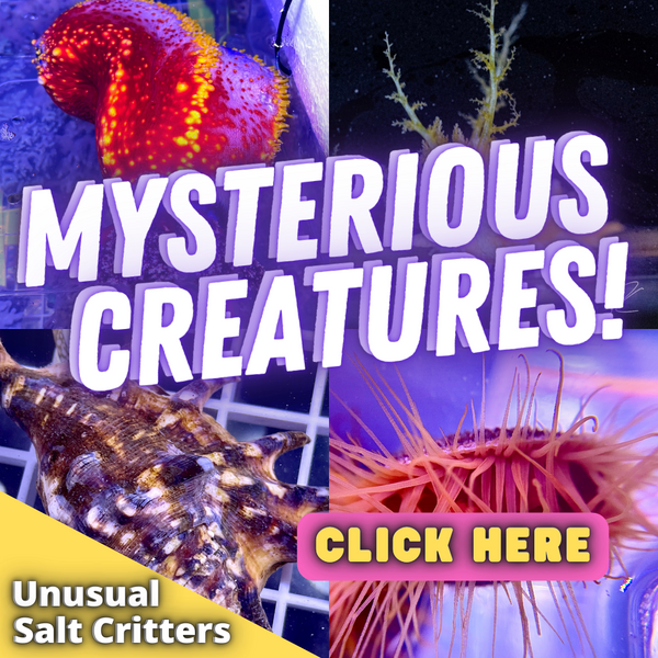 Amazing live corals and inverts for sale