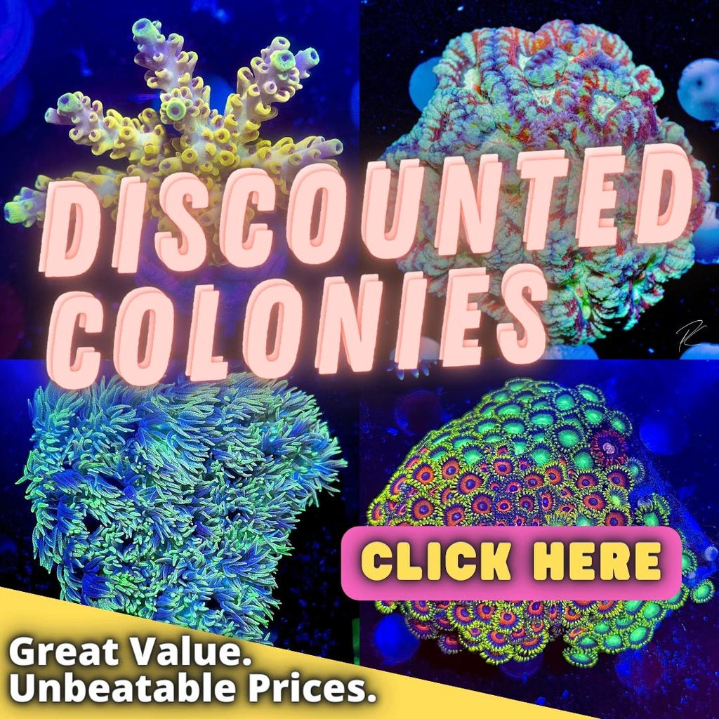 Discount Colonies