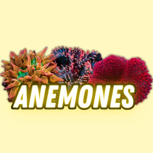 Anemones