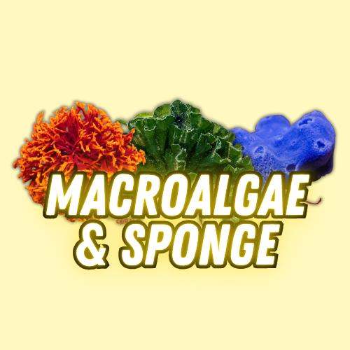 MacroAlgae
