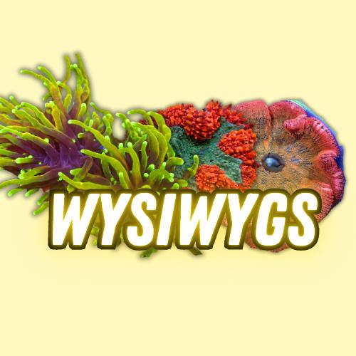 WYSIWYG