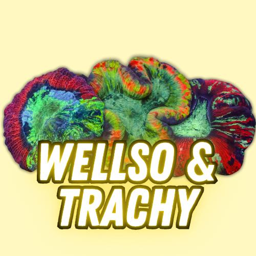 Wellso & Trachy