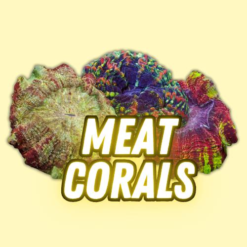 Meat Corals