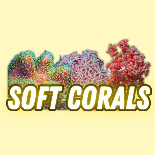 Soft Corals