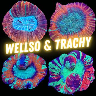 Wellso & Trachy