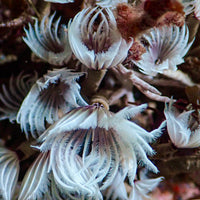 Mini Purple Orchid Feather Duster Worm (Self-Reproducing) - Corals Anonymous