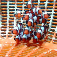 Bullet Hole Snowflake Clownfish (Aquacultured) - Corals Anonymous