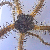 Chain-link Brittle Sea Star
