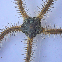 Chain-link Brittle Sea Star