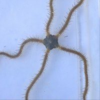 Chain-link Brittle Sea Star
