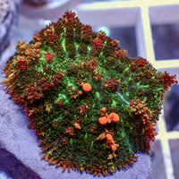 Sunkist Bounce Rhodactis Mushroom