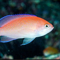 Tricolor Anthias - Corals Anonymous