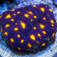 Fireworks Leptoseris (0.5-1”) - Corals Anonymous
