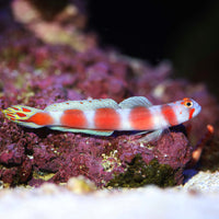 Flagtail Shrimp Goby