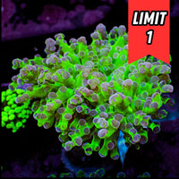 Purple Tip Yellow-Mouth Green Branching Frogspawn (🍀Special Deal!) - Corals Anonymous