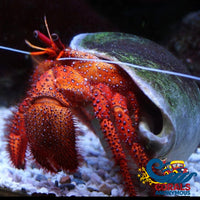 White Spotted Red Hairy Hermit Crab (1.5-2.5") - Corals Anonymous