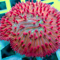 Watermelon Jolly Rancher Diaseris Plate Coral - Corals Anonymous