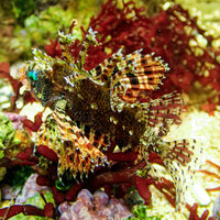 Red Dwarf Lion Fish (Venomous) - Corals Anonymous