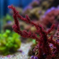 Blood Whip Macroalgae - Corals Anonymous
