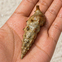 Giant Spiral Snail (2-3") - Corals Anonymous