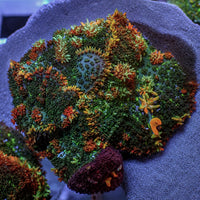 Sunkist Bounce Rhodactis Mushroom