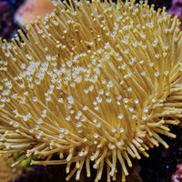 Long Polyp Leather Toadstool