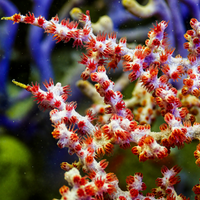Scarlet Knot Sea Fan Gorgonian (Rare)