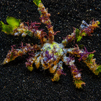 Spider Decorator Crab - Corals Anonymous