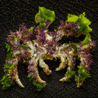 Spider Decorator Crab - Corals Anonymous