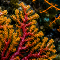 Flamin' Hot Sea Fan Gorgonian (Rare) - Corals Anonymous