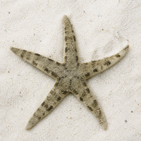 Sand Sifting Starfish - Corals Anonymous