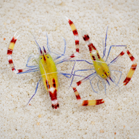 Yellow Banded Coral Shrimp (Stenopus cyanoscelis) - Corals Anonymous
