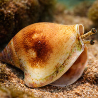 Margined Conch