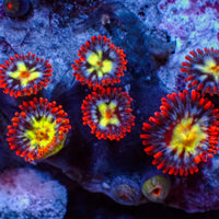 Flaming Fireballs Zoa (1 Polyp) 2