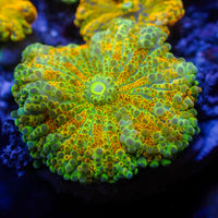 Golden Ray Yuma Mushroom 1