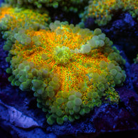 Golden Ray Yuma Mushroom 2