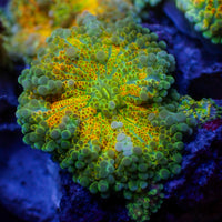 Golden Ray Yuma Mushroom 3