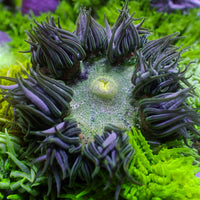 Green Rock Flower Anemone (Assorted) 2