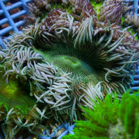 Green Rock Flower Anemone (Assorted) 3