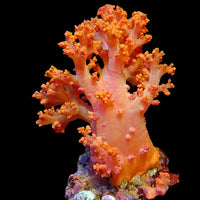 Orangeade Silk Soft Coral (Scleronephthya spp.)
