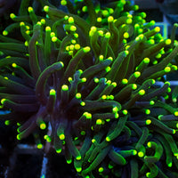 Indo Green Tip Purple Torch 2