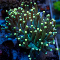 Indo Green Tip Teal Torch 1