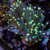 Indo Green Tip Teal Torch 2