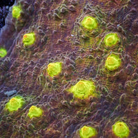 Iridescent Yellow Eye Chalice (1” Frag) B