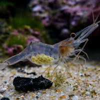 Marine Glass Shrimp