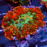 Miami Sunset Rhodactis Mushroom