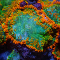 Miami Sunset Rhodactis Mushroom