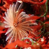 Mini Feather Duster Worm (Self-Reproducing) - Corals Anonymous